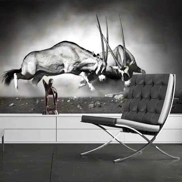 Fototapet - Gemsbok fight Premium