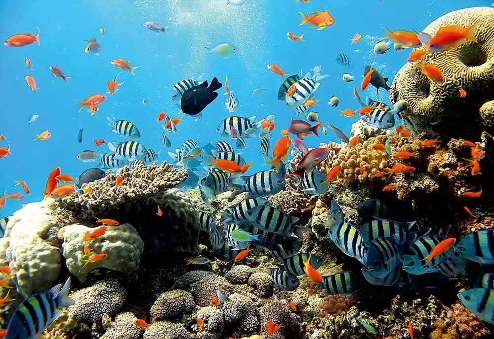 Ofertă limitată Fototapet A&G 4-005, model CORAL REEF, multicolor, 254 x 184 cm