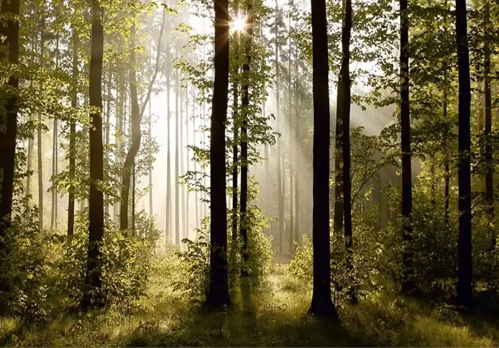 Fototapet A&G FTS 0181, model Morning forest, multicolor, 360 x 254 cm Lichidare de stoc