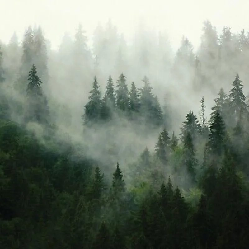 Fototapet CONSALNET 13026P8, model misty forest, multicolor, 368 x 254 cm Vezi acum