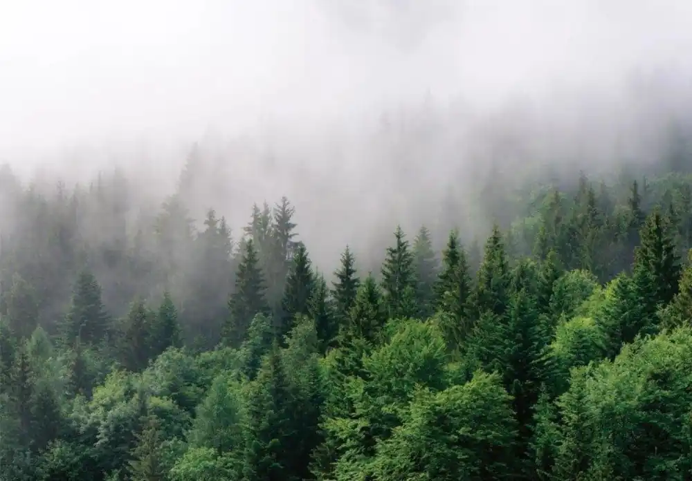 Fototapet CONSALNET 13907P8, model FOREST FOG, multicolor, 368 x 254 cm Reduceri