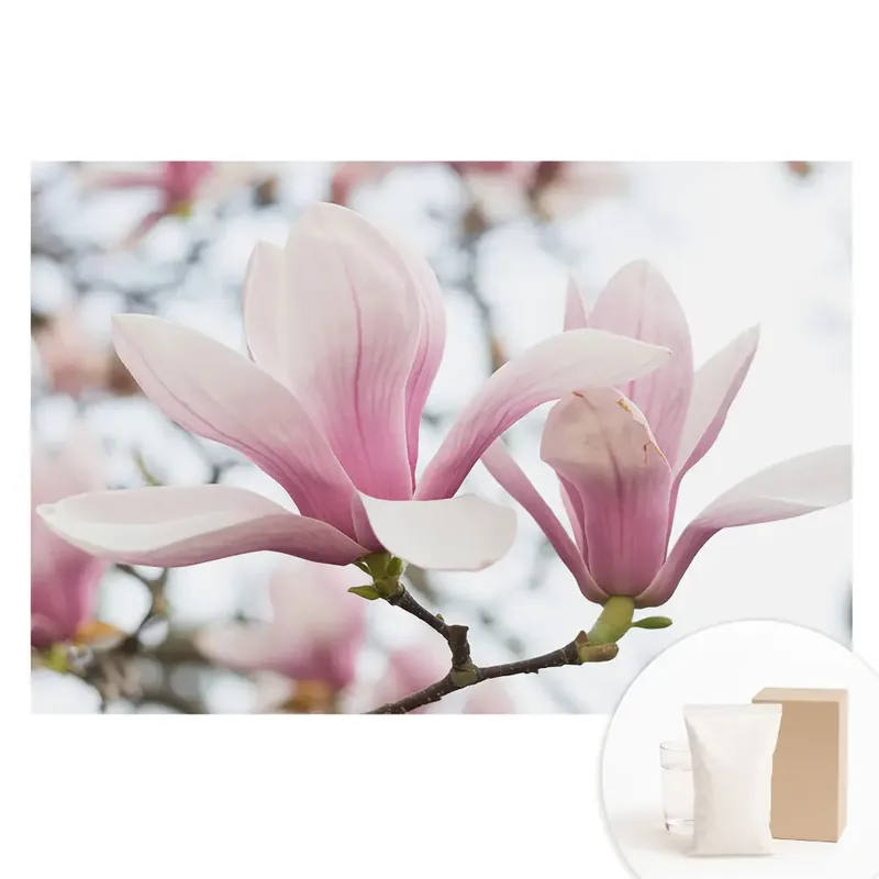 Tapet nețesut cu imprimeu cu magnolii roz în stil romantic Ofertă de sezon