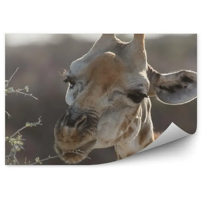Comandă acum Fototapet vintage Arborele Girafelor Părăsește Safari Park Namibia