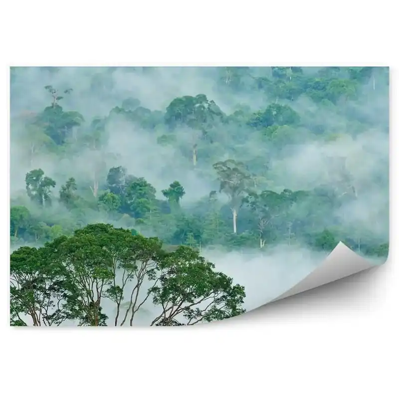 Fototapet Ceața Copacilor Din Pădure Tropicală Doar azi