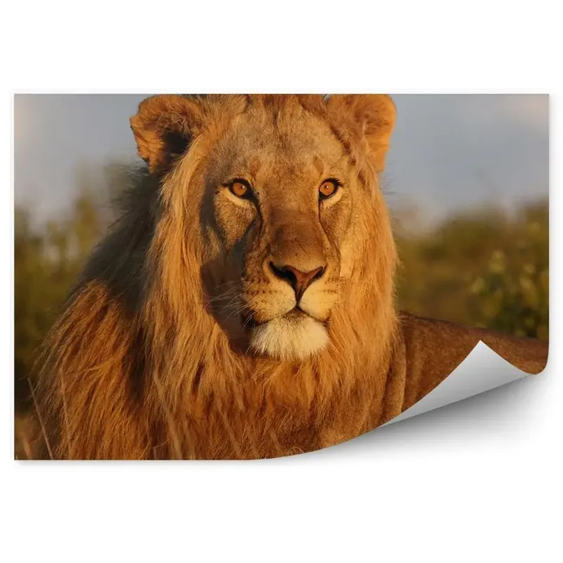 Decor fototapet Tânăr Leu Natura Cer Nori Savana Ofertă exclusivă