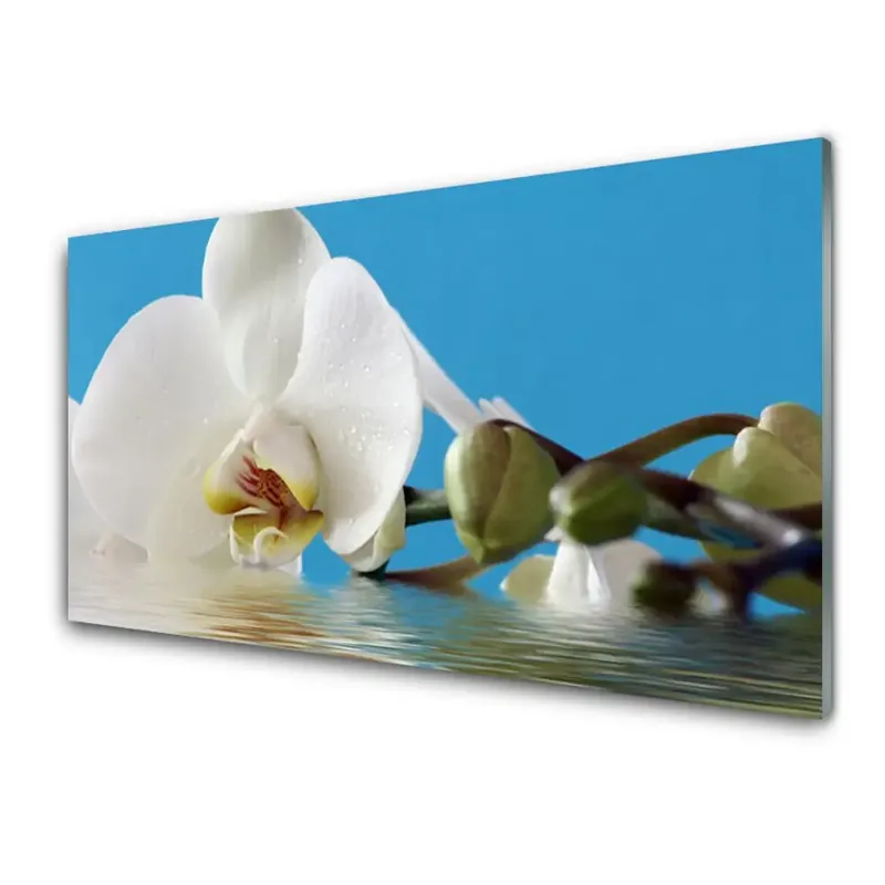 Transparenţă Orhidee Floare Natura Lichidare de stoc