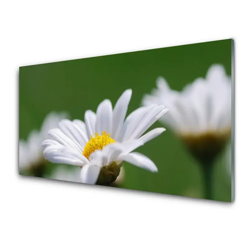 Plată sigură Transparenţă Plantă Cu Flori De Margaretă