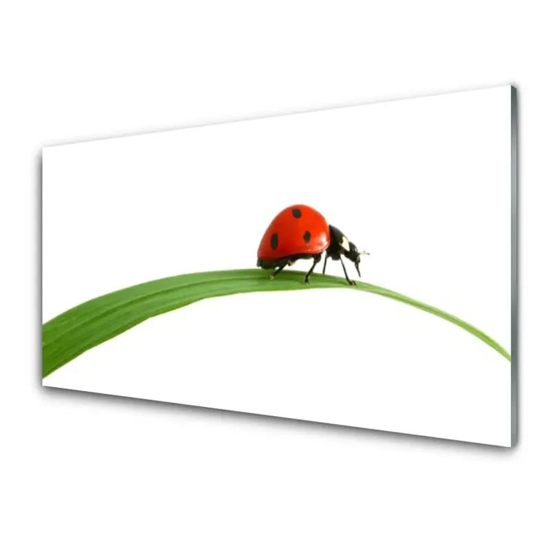 Transparenţă Buburuza Frunza Natura Retur gratuit