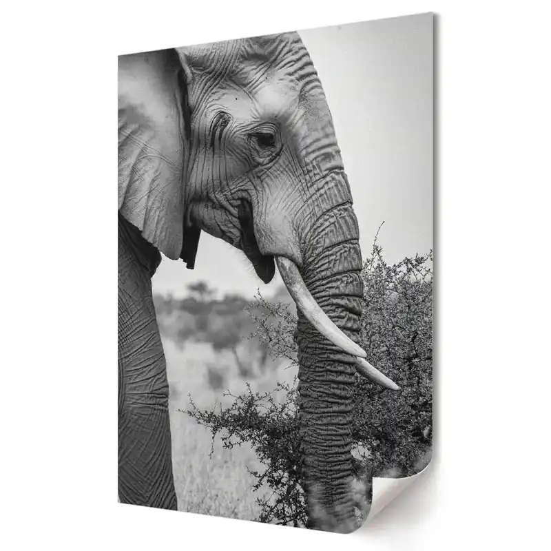 Poster de perete Eleganța unui elefant în alb și negru Cel mai vândut