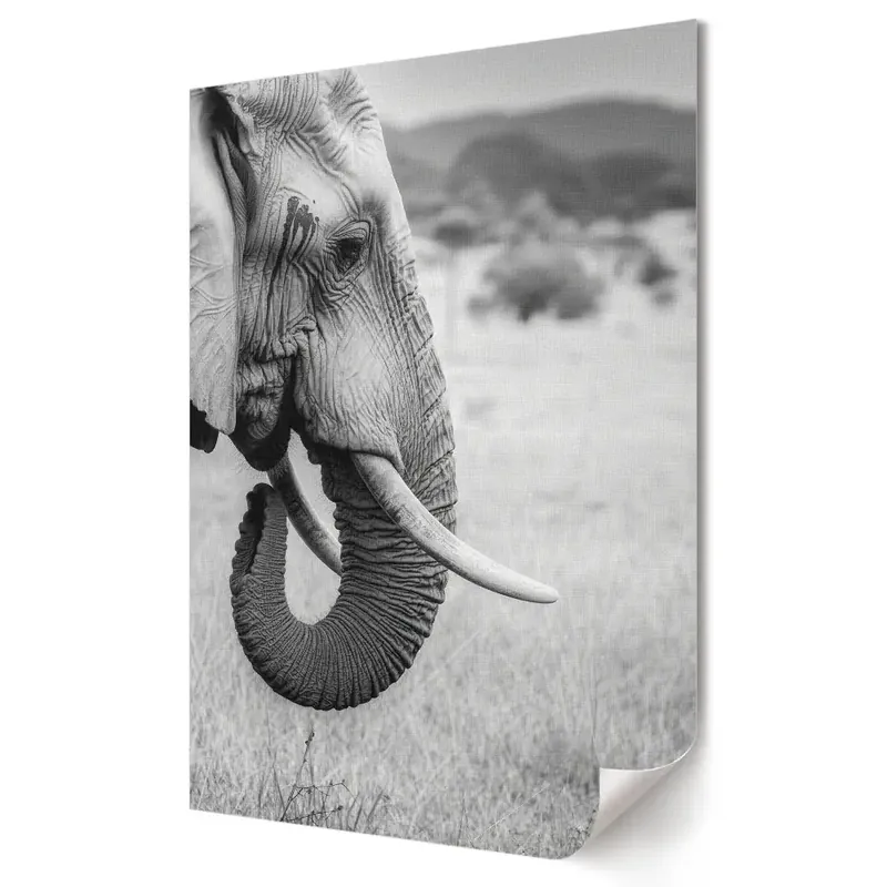 Ofertă de sezon Poster decorativ cu elefant în stil monocrom
