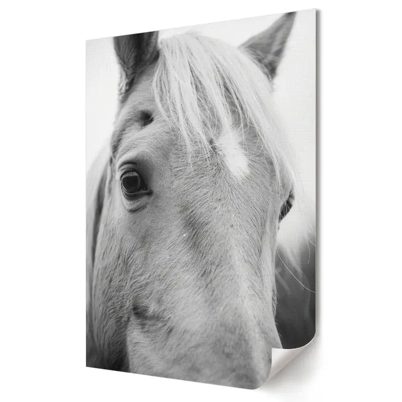 Bestseller Poster de perete cu portret de cal în alb și negru