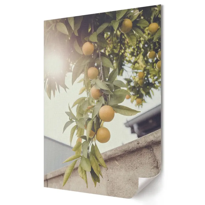 Poster decorativ Portocale proaspete la soare Mai ieftin