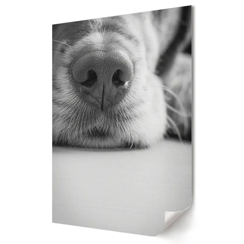 Premium Tablou canvas grafică cu câine Nas fermecător