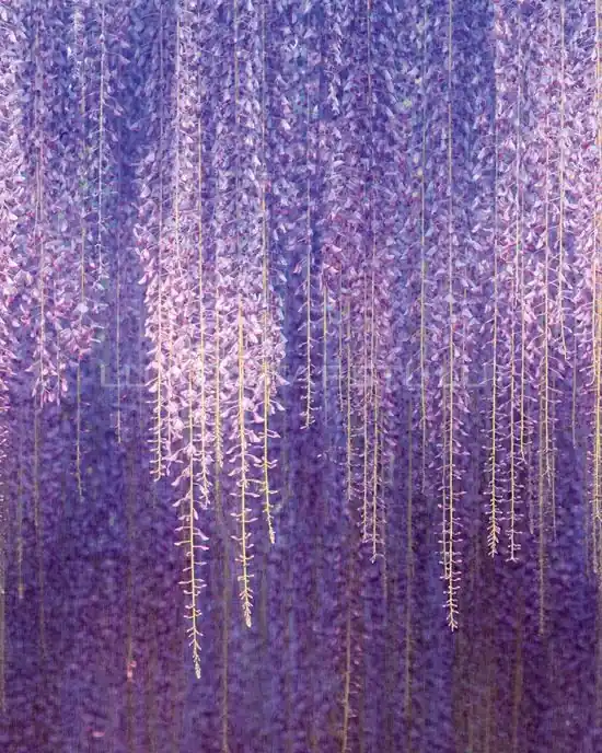 Panel Grandeco MURAL YOUNG EDITION – fototapet 1,59 x 2,8 m floare glicinia mov ML6501 Promoție