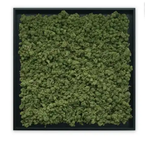 Panou decorativ , Licheni Islandezi, My Torvtak Moss Green Vezi acum